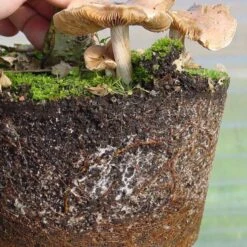 Mykorrhiza Spezial Buche, 250ml -Pflanzenladen dh1mykbu2503