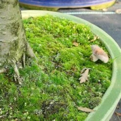 Mykorrhiza Spezial Buche, 500ml -Pflanzenladen dh1mykbu5004