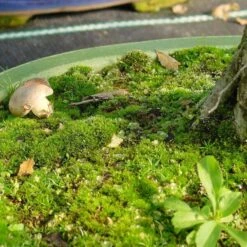 Mykorrhiza L Zur Bodenbeimpfung, 250ml -Pflanzenladen dh2mykl2504