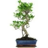 Banyanfeige, Bonsai, 11 Jahre, 50cm -Pflanzenladen ificret111 33