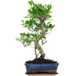 Banyanfeige, Bonsai, 11 Jahre, 50cm