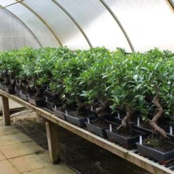 Pflanzenladen -Pflanzenladen ificret111 332