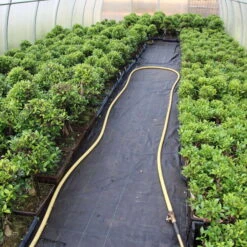 Banyanfeige, Bonsai, 11 Jahre, 50cm -Pflanzenladen ificret111 333