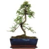 Chinesische Ulme, Bonsai, 11 Jahre, 41cm -Pflanzenladen iulmpar111 26