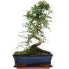 Chinesische Ulme, Bonsai, 11 Jahre, 41cm 1 Chinesische Ulme, Bonsai, 11 Jahre, 41cm -Pflanzenladen iulmpar111 49