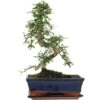 Chinesische Ulme, Bonsai, 11 Jahre, 40cm -Pflanzenladen iulmpar111 60