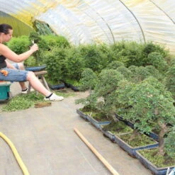 Chinesische Ulme, Bonsai, 11 Jahre, 40cm -Pflanzenladen iulmpar111 604