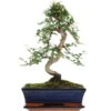 Chinesische Ulme, Bonsai, 11 Jahre, 40cm