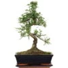 Chinesische Ulme, Bonsai, 11 Jahre, 42cm -Pflanzenladen iulmpar111 95