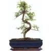 Chinesische Ulme, Bonsai, 12 Jahre, 41cm