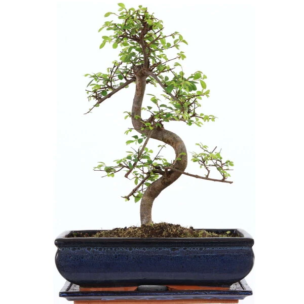 Chinesische Ulme, Bonsai, 12 Jahre, 41cm 3 Chinesische Ulme, Bonsai, 12 Jahre, 41cm