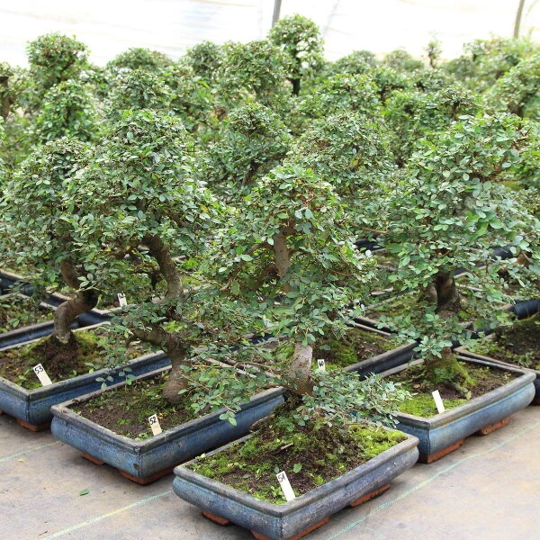 Chinesische Ulme, Bonsai, 12 Jahre, 41cm 4 Chinesische Ulme, Bonsai, 12 Jahre, 41cm – Bild 2