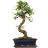 Chinesische Ulme, Bonsai, 12 Jahre, 52cm