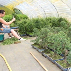 Chinesische Ulme, Bonsai, 12 Jahre, 52cm -Pflanzenladen iulmpar121 714