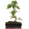Chinesische Ulme, Bonsai, 12 Jahre, 46cm -Pflanzenladen iulmpar122 11