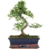 Chinesische Ulme, Bonsai, 12 Jahre, 43cm -Pflanzenladen iulmpar122 30