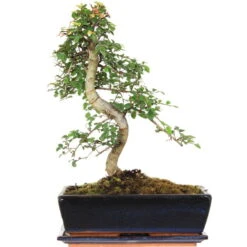 Chinesische Ulme, Bonsai, 12 Jahre, 44cm