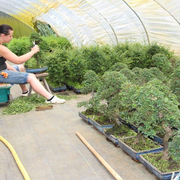 Chinesische Ulme, Bonsai, 12 Jahre, 44cm 4 Chinesische Ulme, Bonsai, 12 Jahre, 44cm – Bild 2