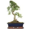 Chinesische Ulme, Bonsai, 12 Jahre, 47cm -Pflanzenladen iulmpar123 49