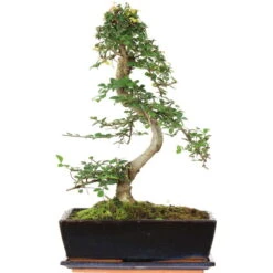 Chinesische Ulme, Bonsai, 12 Jahre, 48cm
