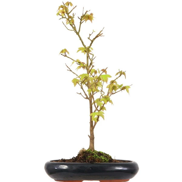 Dreispitzahorn, Bonsai, 9 Jahre, 44cm 3 Dreispitzahorn, Bonsai, 9 Jahre, 44cm