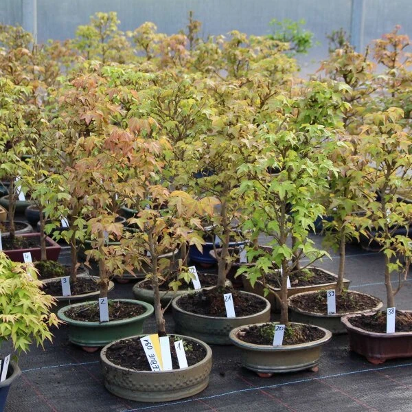 Dreispitzahorn, Bonsai, 9 Jahre, 44cm 4 Dreispitzahorn, Bonsai, 9 Jahre, 44cm – Bild 2