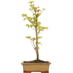 Dreispitzahorn, Bonsai, 9 Jahre, 42cm