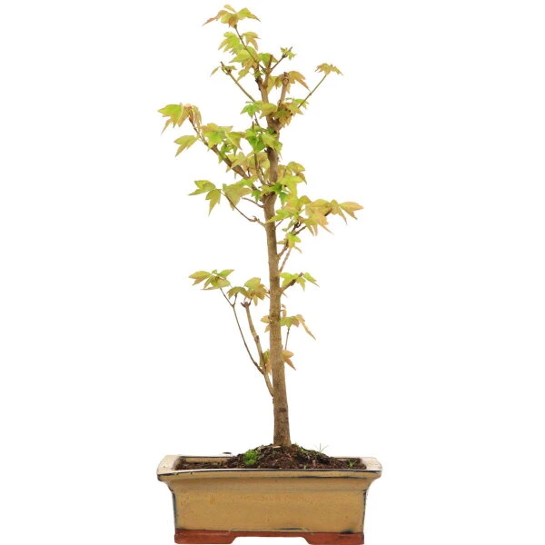 Dreispitzahorn, Bonsai, 9 Jahre, 42cm 3 Dreispitzahorn, Bonsai, 9 Jahre, 42cm