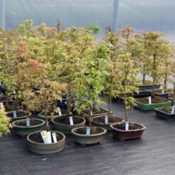 Dreispitzahorn, Bonsai, 9 Jahre, 49cm 7 Dreispitzahorn, Bonsai, 9 Jahre, 49cm -Pflanzenladen oacebue091 333