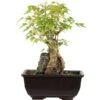 Dreispitzahorn, Bonsai, 9 Jahre, 24cm -Pflanzenladen oacebue094 01
