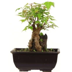 Dreispitzahorn, Bonsai, 9 Jahre, 23cm