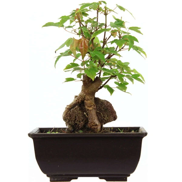 Dreispitzahorn, Bonsai, 9 Jahre, 24cm 3 Dreispitzahorn, Bonsai, 9 Jahre, 24cm