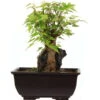 Dreispitzahorn, Bonsai, 9 Jahre, 22cm -Pflanzenladen oacebue094 54