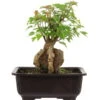 Dreispitzahorn, Bonsai, 11 Jahre, 25cm