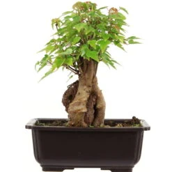 Dreispitzahorn, Bonsai, 11 Jahre, 25cm