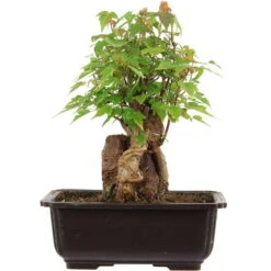 Dreispitzahorn, Bonsai, 11 Jahre, 27cm