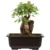 Dreispitzahorn, Bonsai, 11 Jahre, 24cm
