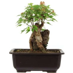 Dreispitzahorn, Bonsai, 11 Jahre, 24cm