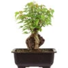 Dreispitzahorn, Bonsai, 11 Jahre, 27cm