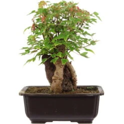 Dreispitzahorn, Bonsai, 11 Jahre, 26cm