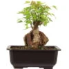 Dreispitzahorn, Bonsai, 11 Jahre, 23cm