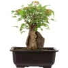 Dreispitzahorn, Bonsai, 11 Jahre, 25cm -Pflanzenladen oacebue111 66