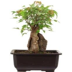Dreispitzahorn, Bonsai, 11 Jahre, 25cm