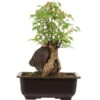 Dreispitzahorn, Bonsai, 11 Jahre, 28cm