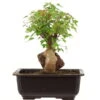 Dreispitzahorn, Bonsai, 11 Jahre, 26cm