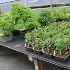 Dreispitzahorn, Bonsai, 11 Jahre, 26cm -Pflanzenladen oacebue112 463