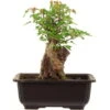 Dreispitzahorn, Bonsai, 11 Jahre, 24cm 2 Dreispitzahorn, Bonsai, 11 Jahre, 24cm -Pflanzenladen oacebue112 48