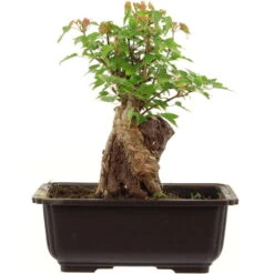 Dreispitzahorn, Bonsai, 11 Jahre, 24cm