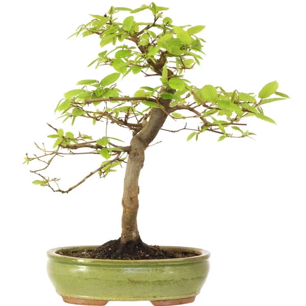 Europäische Hainbuche, Bonsai, 18 Jahre, 55cm 3 Europäische Hainbuche, Bonsai, 18 Jahre, 55cm
