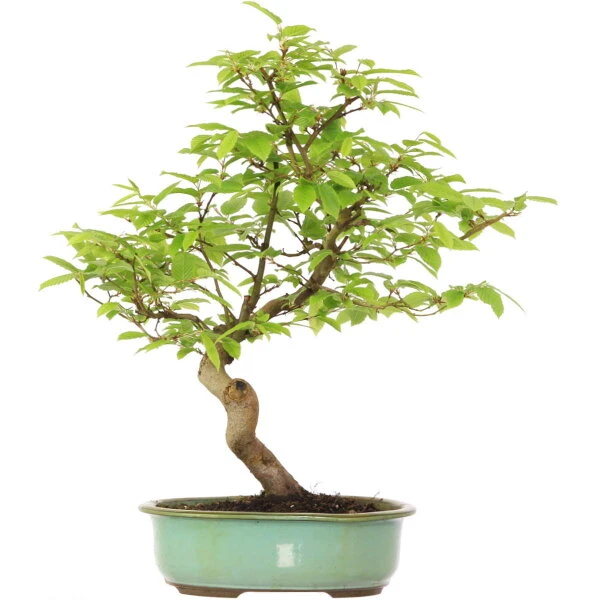 Europäische Hainbuche, Bonsai, 18 Jahre, 54cm 3 Europäische Hainbuche, Bonsai, 18 Jahre, 54cm